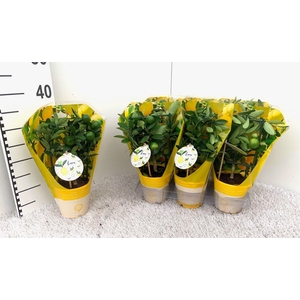 Citrus Limonella rack/trellis sleeve