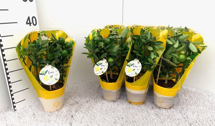 <h4>Citrus Limonella rack/trellis sleeve</h4>