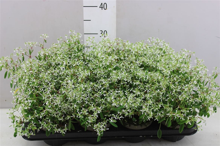 <h4>Euphorbia Diamond Frost</h4>