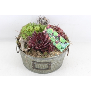 arr4 Semp MB - Zink schaal green x4