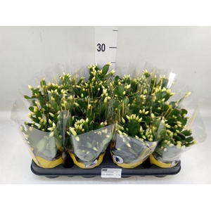 Rhipsalidopsis   ...