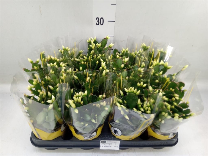 <h4>Rhipsalidopsis   ...</h4>