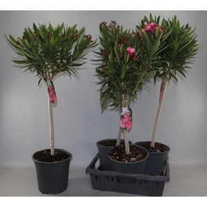 NERIUM OLEANDER OV
