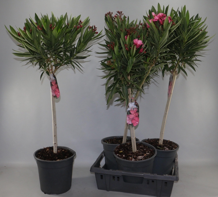 <h4>NERIUM OLEANDER OV</h4>