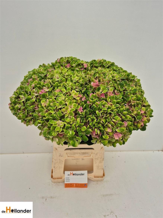 <h4>Hydr M Mag Coral Cl</h4>