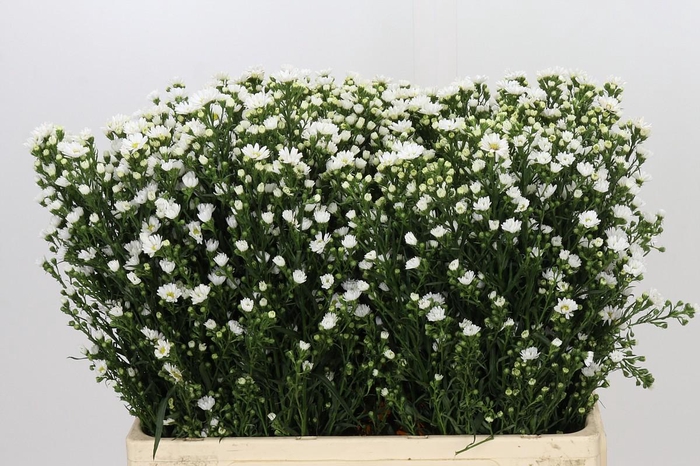 <h4>Aster Paquita</h4>