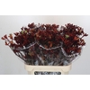 Anigozanthos Early Spring