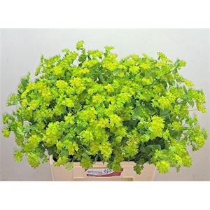 Bupleurum Rotundifol