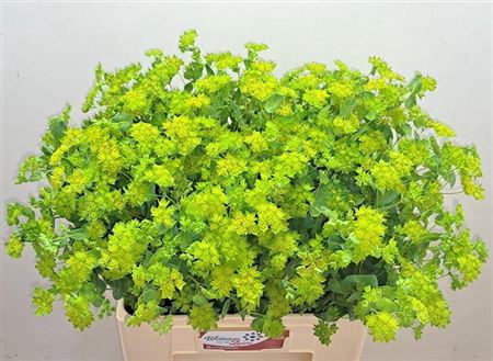 <h4>Bupleurum Rotundifol</h4>