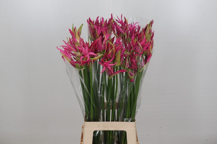 Nerine Candy Crush