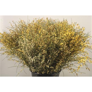 Ginster. Yellow Per Bunch