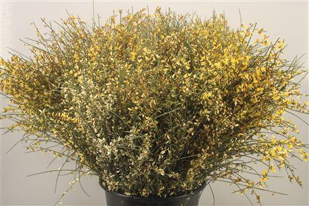 <h4>Ginster. Yellow Per Bunch</h4>