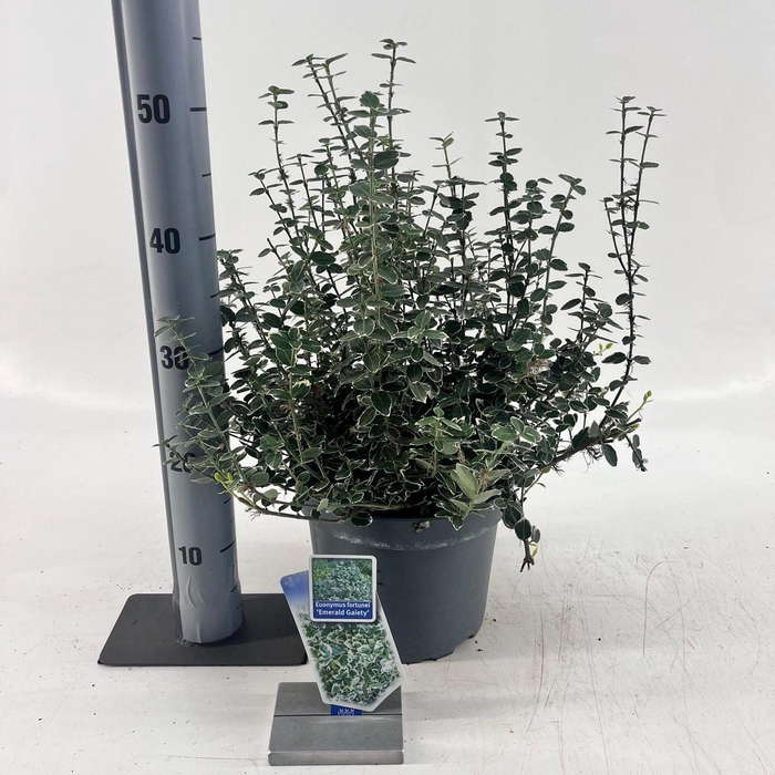 <h4>Euonymus fortunei Emerald Gaiety</h4>