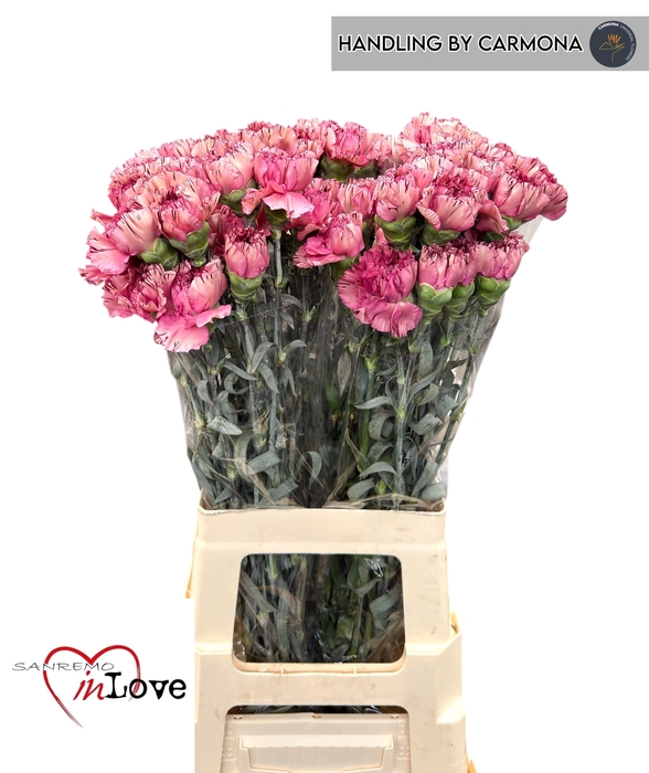 <h4>DI ST VIPER WINE</h4>