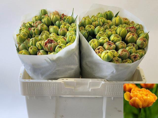 <h4>TU DU SUN LOVER</h4>