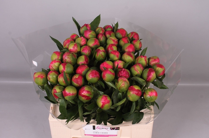 <h4>Paeonia Coral Charm | Heavy Quality</h4>