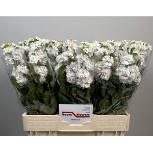 MATTH STOX WHITE