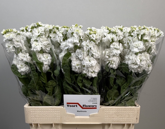 <h4>MATTH STOX WHITE</h4>