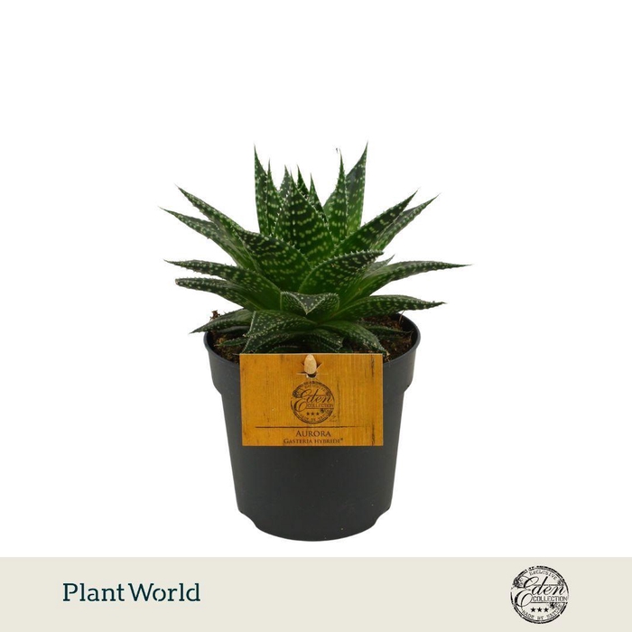 <h4>Gasteria Hybride Aurora 10,5cm</h4>