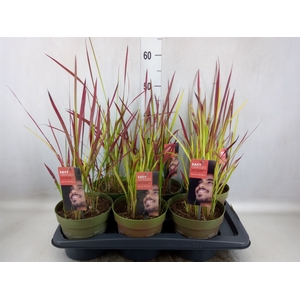 Imperata cylindrica 'Red Baron'