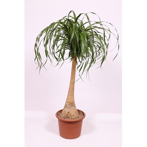 Beaucarnea recurvata