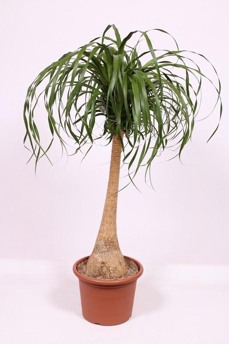 <h4>Beaucarnea recurvata</h4>