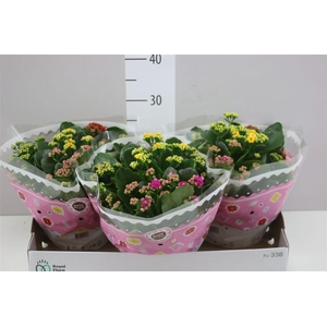 Kalanchoe Calandiva Carnaval