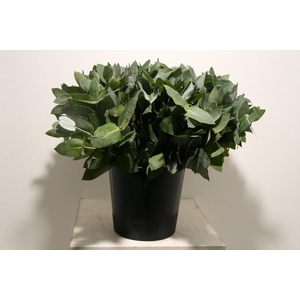 Euca Robusta 55 Cm Per Bos