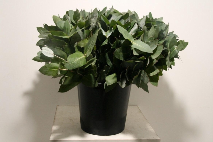 <h4>Euca Robusta 55 Cm Per Bos</h4>