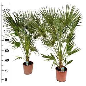 Cham Humilis