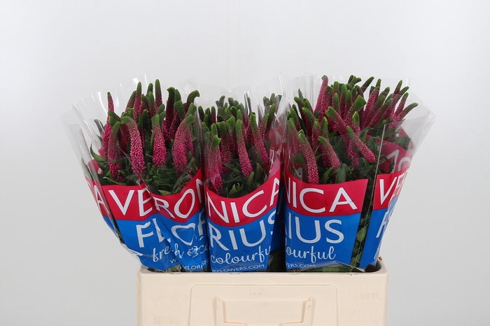 <h4>Veron Smart Iselle</h4>