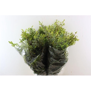 Euca Parvifolia 200gr Young P Bunch
