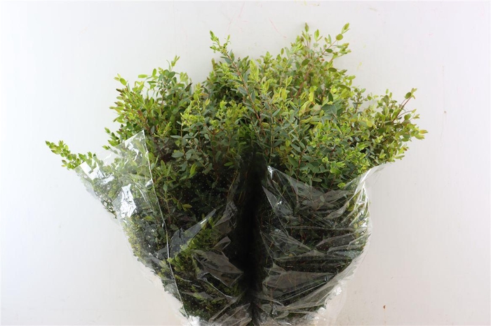 <h4>Euca Parvifolia 200gr Young P Bunch</h4>