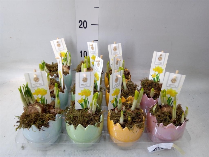 <h4>Arr. Narcissus Tete Tete H%</h4>