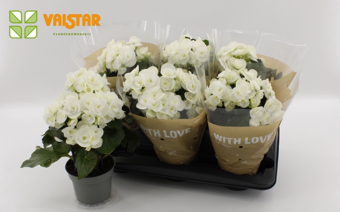 <h4>Begonia Elat. Clara</h4>