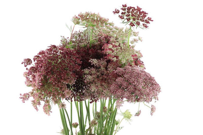 Daucus Carota Dara