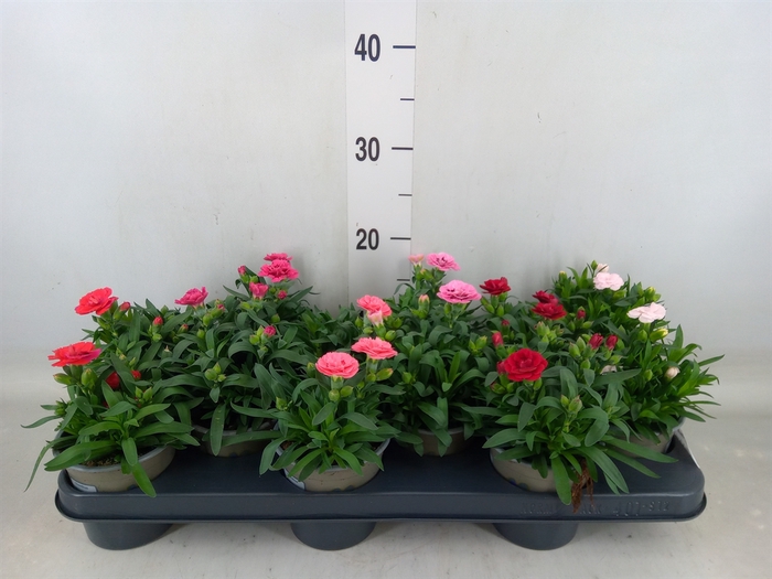 <h4>Dianthus  'Oscar'   ...mix</h4>