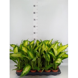 Dieffenbachia  'Camilla'