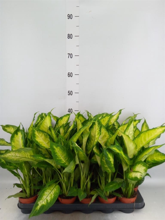 <h4>Dieffenbachia  'Camilla'</h4>