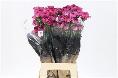 <h4>Di St Nobbio Cassis</h4>