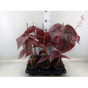 Begonia BD   ...