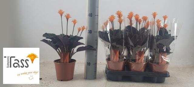 <h4>CALAT CROCATA</h4>