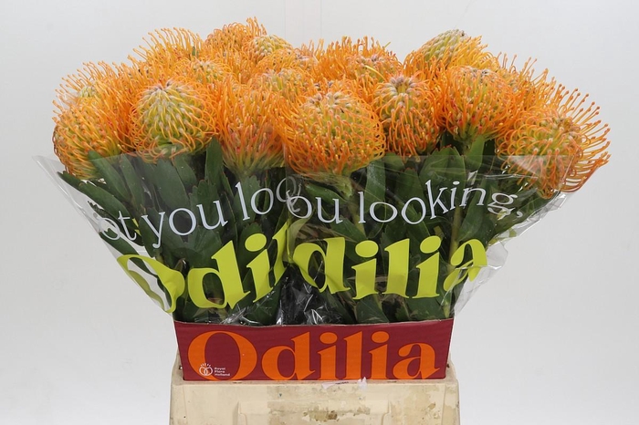 <h4>Nutans Soleil</h4>