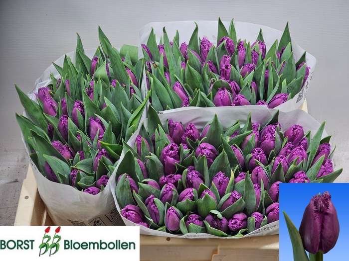 <h4>TU FR SAN LUIZ</h4>