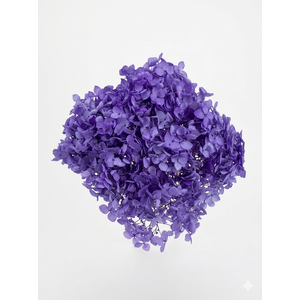 Dried Bleached Hydrangea Anna Purple