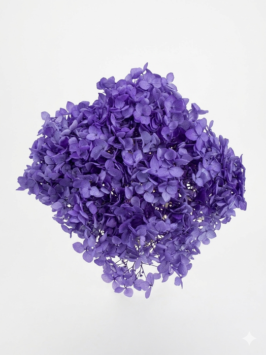 <h4>Dried Bleached Hydrangea Anna Purple</h4>