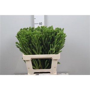 Kaaps Brunia Albiflora Green