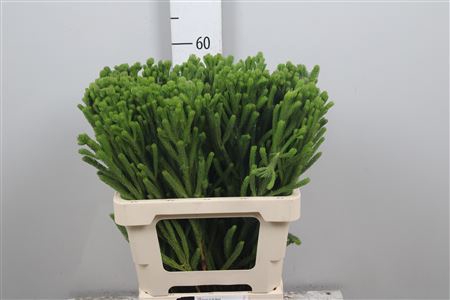 <h4>Kaaps Brunia Albiflora Green</h4>