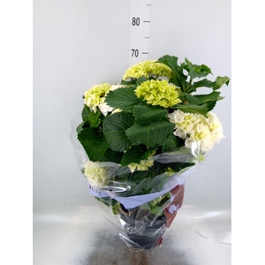 Hydrangea mac. 'Crystal Palace'