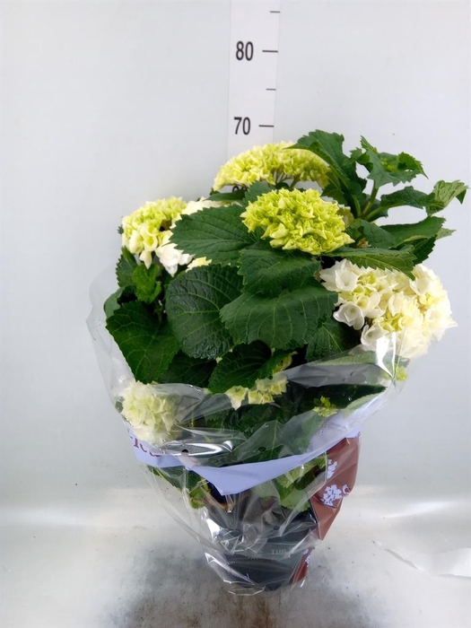 <h4>Hydrangea mac. 'Crystal Palace'</h4>